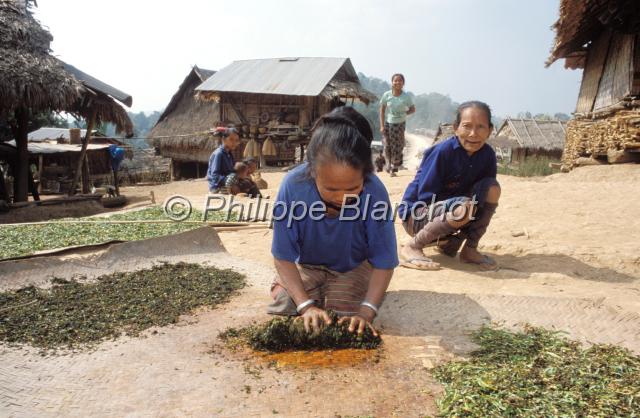 laos 16.JPG - Femmes Khamou, séchage des feuilles de tabac,  Bokeo province, Nord Laos